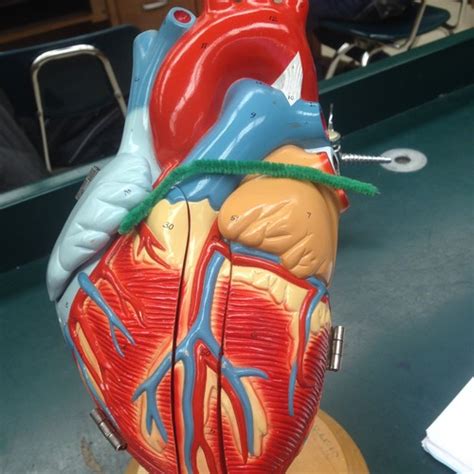 Anatomy Of The Heart Lab Flashcards Quizlet