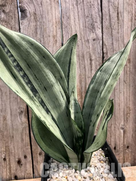 SHPR5877 Sansevieria trifasciata Brazilian Moonshine Кактус онлайн