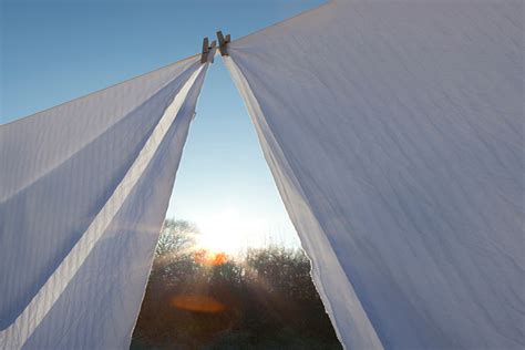 sheet cheat   pick     bird