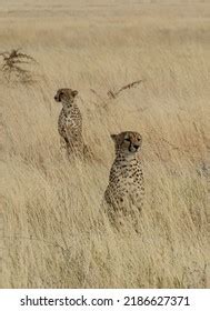 Cheetah Worlds Fastest Animal Stock Photo 2186627371 | Shutterstock