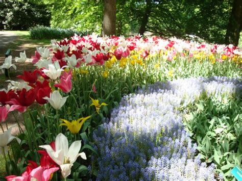 The Beautiful Keukenhof Tulip Garden