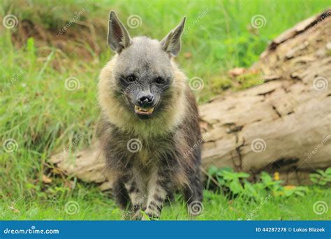 Angry brown hyena stock photo. Image of brunnea, hyena - 44287278