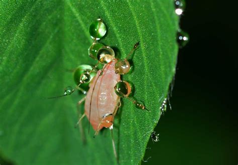 Common Tree Pests And How To Spot Them Maguire Tree Care