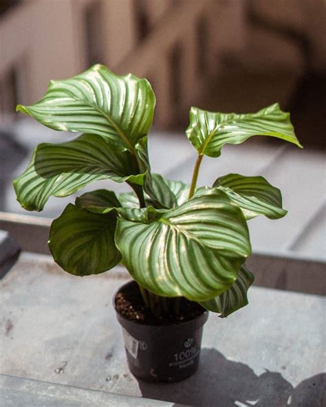 Gu A De Cuidado De Calathea Orbifolia Consejos De Propagaci N Y Riego