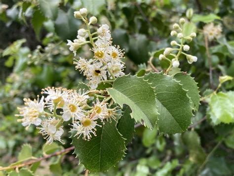 Prunus Ilicifolia Ssp Ilicifolia Calflora