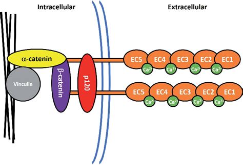 Figure 1 From Spatiotemporal Regulation Of CellCell Adhesions