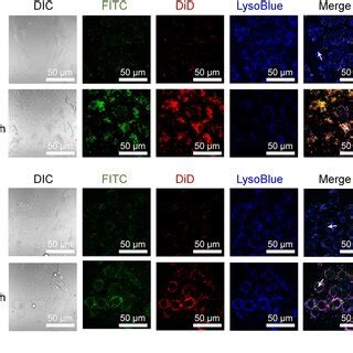 The Evaluation Of Lysosome Escape MLE 12 Cells Were Pretreated With