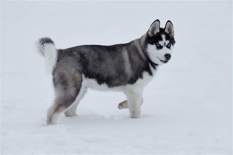 Ci Rrese Para Arriba En Ojos Azules De Un Perro Fornido Hermoso Perro