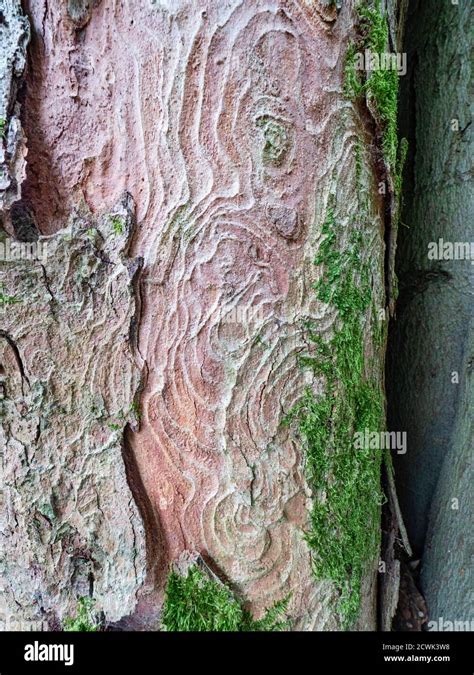 Maple tree bark texture in detail. Old maple tree in leaves forest with ...