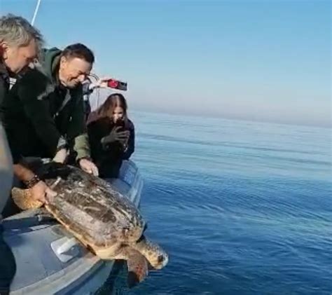 Dodi Battaglia Libera Una Tartaruga Caretta Caretta Nel Mare Di Trani