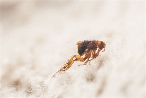 Causes Of Flea Infestations Pointe Pest Control Chicago Exterminator