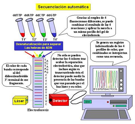 ḼїδβӚϯЧ ᴙ ⱥ ¶ ¶ ¶ ¶ 441 SecuenciaciÓn Del Adn