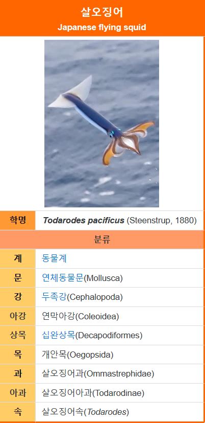 오징어 해부 네이버 블로그