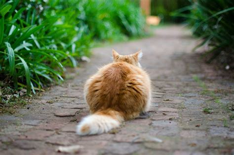 Can Cats Control Their Tails Vet Verified Positions Movement