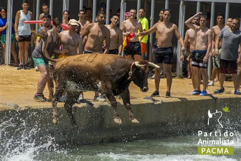 Pacma Documenta El Maltrato En Los Bous A La Mar De Denia Tercera