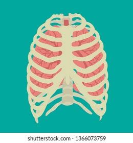 Rib Cage Lungs Iinternal Organs Icons Stock Vector (Royalty Free ...