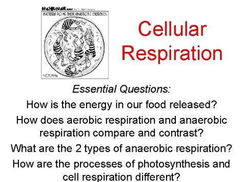 Cellular Respiration Essential Questions How is the energy