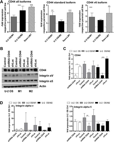 Cd Mrna And Protein Expression Levels In Os Cells And Impact Of Cd