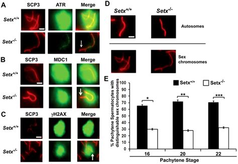 Defective Localisation And Diffusion Of Dna Damage Response Proteins In