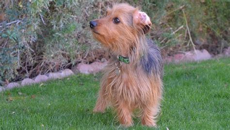 Yorkie Dachshund Mix