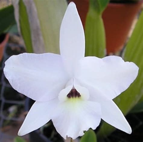 Laelia Rubescens Var Semi Alba Orchid Blooming Furniture Home