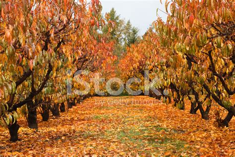 Orchard IN Fall stock photos - FreeImages.com