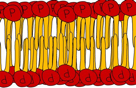 Phospholipid — Structure & Function - Expii