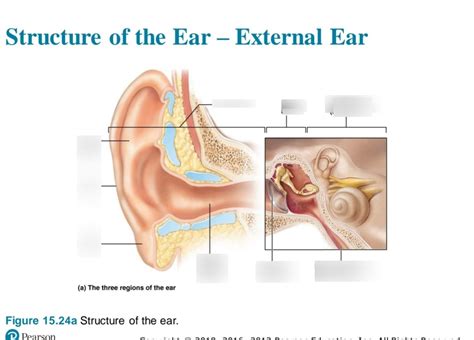 External Ear Diagram | Quizlet