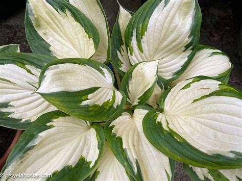 Hostas With White Centred Leaves.. Medio-Variegated