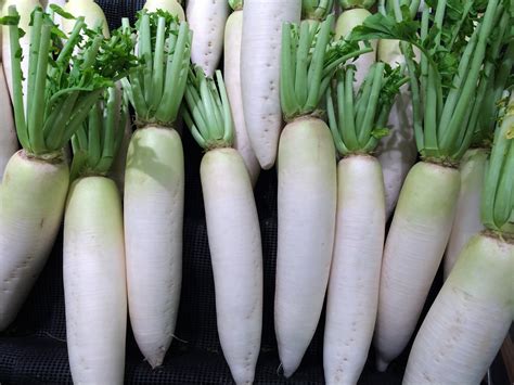 Free Images : food, produce, vegetable, japan, radish, living, supermarket, department, yokosuka ...