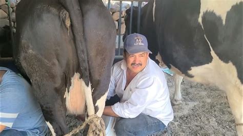 Aci Se OrdeÑa En El Rancho En El Javalin San Isidro Jal Con Los Gomez