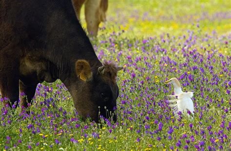 Cattle And Cattle Egret Photograph by Bob Gibbons - Pixels