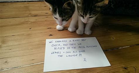 Naughty Kittens Imgur