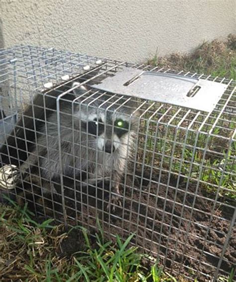 Diy Raccoon Trap - Diy Raccoon Removal Methods Raccoon Trapping In ...