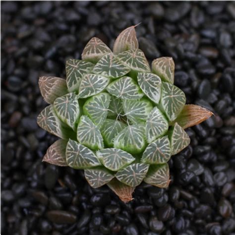 Haworthia Cooperi Cv Variegata Sacred Cactus