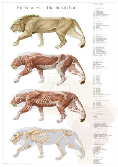 Lion anatomy, final version by DirkTraufelder on DeviantArt