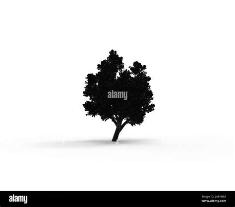 tree silhouette isolated on white with shadow Stock Photo - Alamy