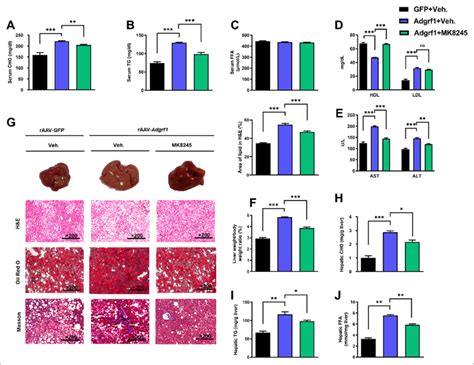 Inhibition Of Hepatic Scd Partially Alleviates The Severity Of Hepatic