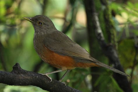 Rufous-bellied Thrush | Bird Watching Tours - Bird watching Holidays ...