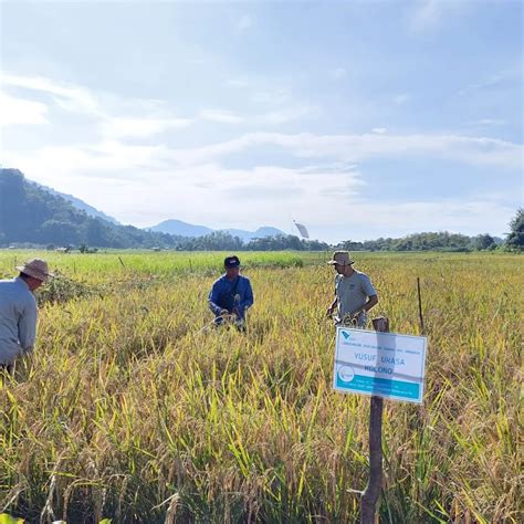 Petani Binaan Pt Vale Kembali Panen Beras Sri Organik