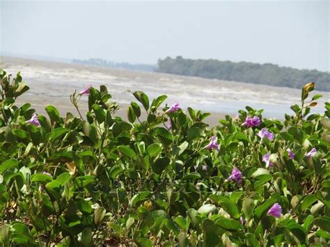 # 63 Beach-Guyana | Guyana, Beach, Natural landmarks