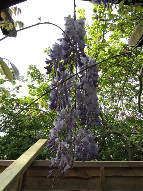 Wisteria My Garden Leonora Ellie Enking Flickr