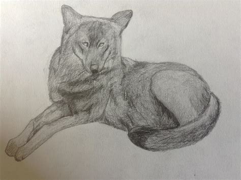 Realistic Wolf Drawing By Eembuc1000 On Deviantart