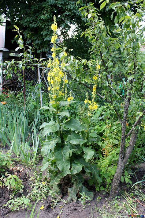 Mullein plant free image - № 20574