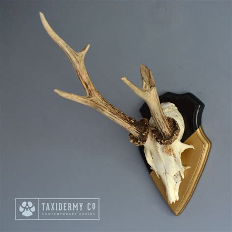 Roe Buck Deer Antlers