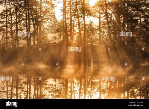 Stunning Sunrise Through Trees And Reflected On Still Lake Stock Photo