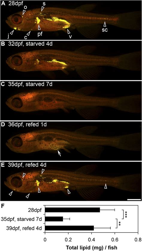 Ontogeny And Nutritional Control Of Adipogenesis In Zebrafish Danio