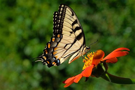 Tiger Swallowtail Butterfly On Tithonia Fuji X T Ja H Flickr