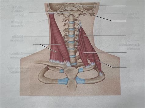 Muscles Of Anterior Neck And Throat Diagram Quizlet