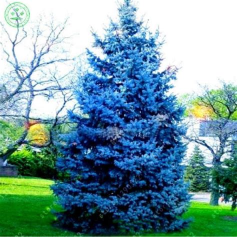 Blue Spruce Seeds (Picea pungens glauca blue) - Price €1.95